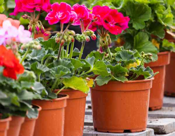 Pelargonien durch Stecklinge vermehren?