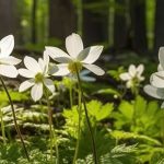 Schattenbereiche mit Frühlingszwiebeln aufhellen!
