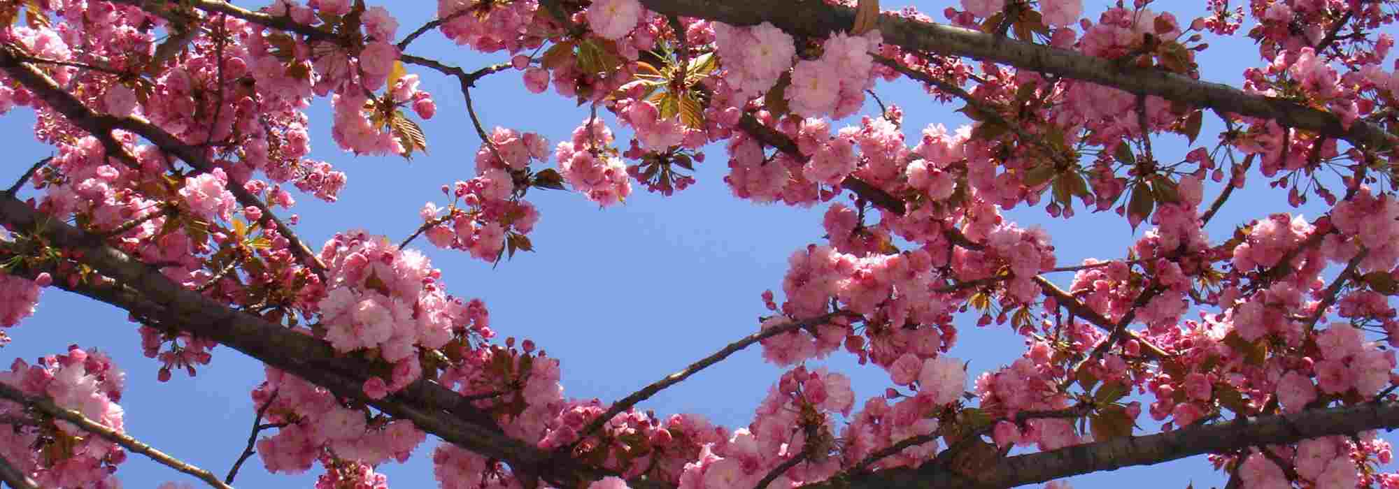 Welche rosa Zierkirschen für einen zauberhaften Garten?
