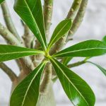 Adenium oder Wüstenrose: Pflege durchs Jahr