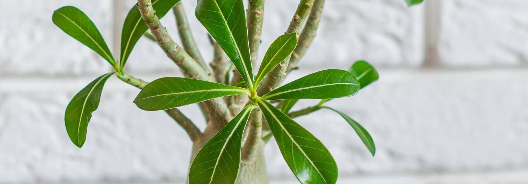 Adenium oder Wüstenrose: Pflege durchs Jahr