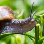 Schnecken im Garten: Nützlinge oder Schädlinge?
