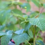 Himbeerblätter: Wirkung, Anwendung & Gesundheit