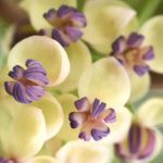 Kletterpflanzen im Spätfrühling: Sommer im Garten!