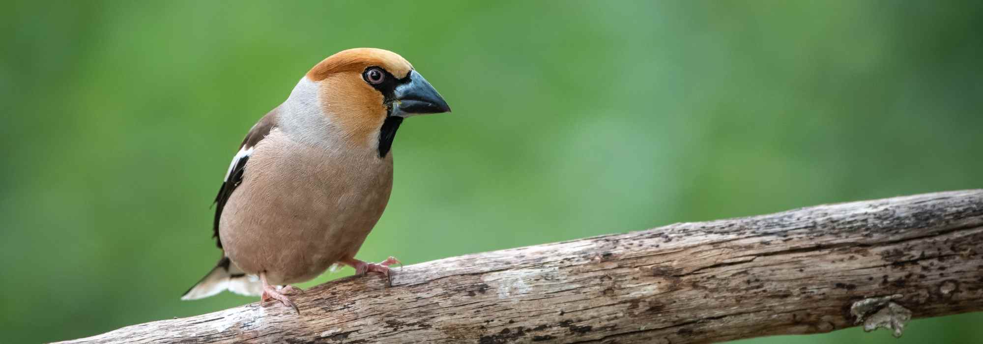 Grosen im Garten anlocken?