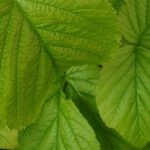 Verdauung mit Himbeerblättern erleichtern?
