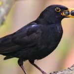 Die besten Beeren: Vögel anlocken und füttern