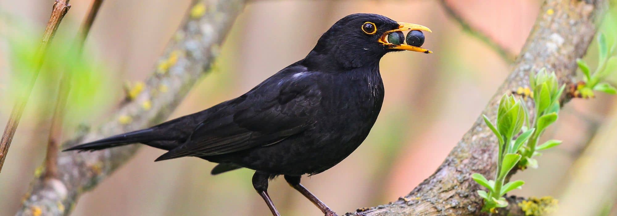 Die besten Beeren: Vögel anlocken und füttern