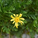 Krankheiten und Schädlinge der Goldmargerite