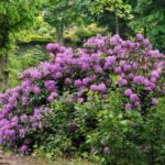Alpenrose einfach absenken?