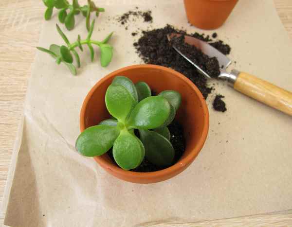 Crassula vermehren?