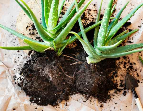 Aloe vermehren: einfach und schnell