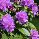 Alpenrose durch Stecklinge vermehren