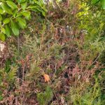 Alte Hecke verjüngen?