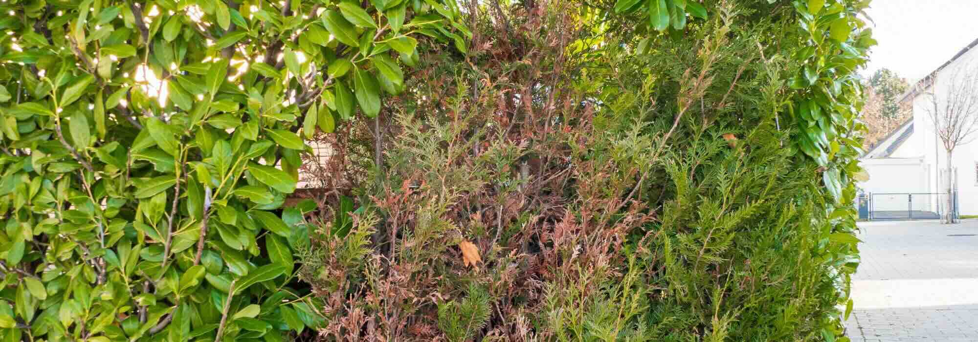 Alte Hecke verjüngen?