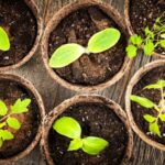 Garten für Anfänger: Aussaat in 7 einfachen Schritten