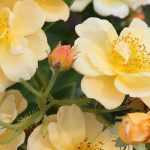 Gelbe und orange Kletterrosen für mehr Sonne im Garten!