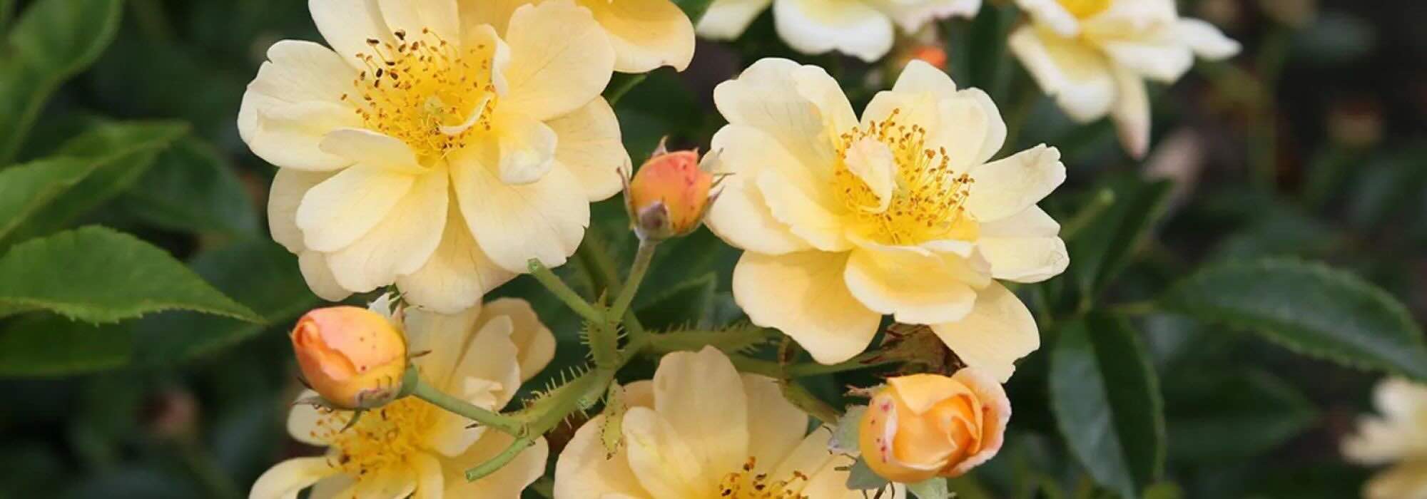 Gelbe und orange Kletterrosen für mehr Sonne im Garten!
