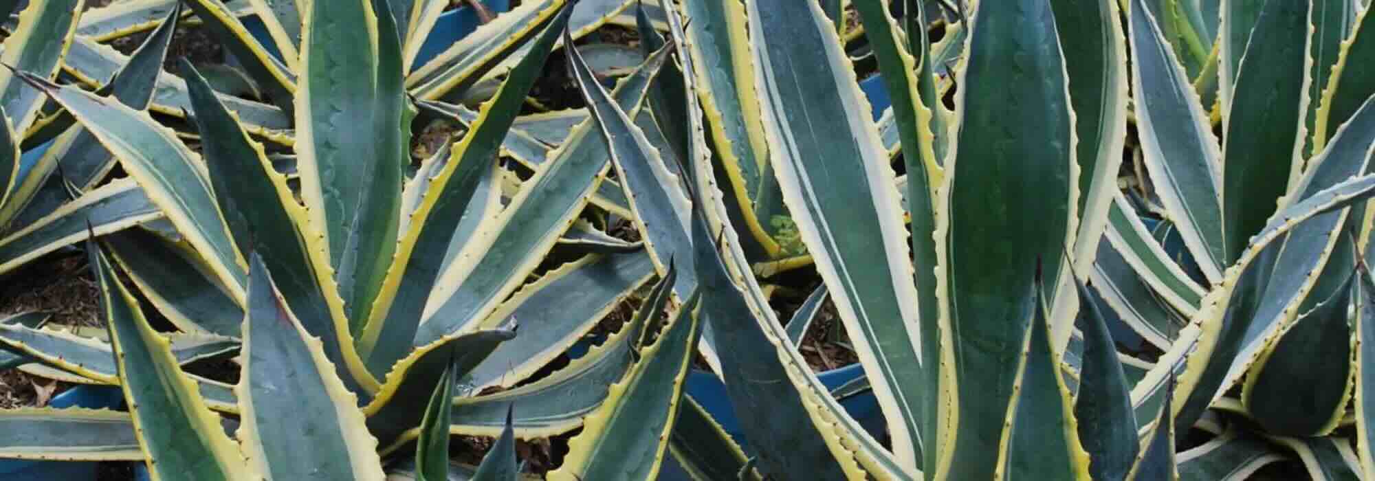 Invasive Agaven loswerden: praktischer Ratgeber