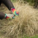 Ruten-Hirse/Panicum: Rückschnitt – wann, wie?