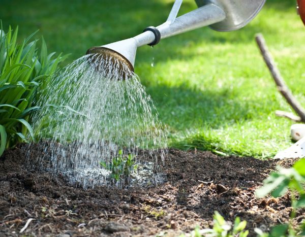 Garten für Anfänger: Pflanzen richtig gießen