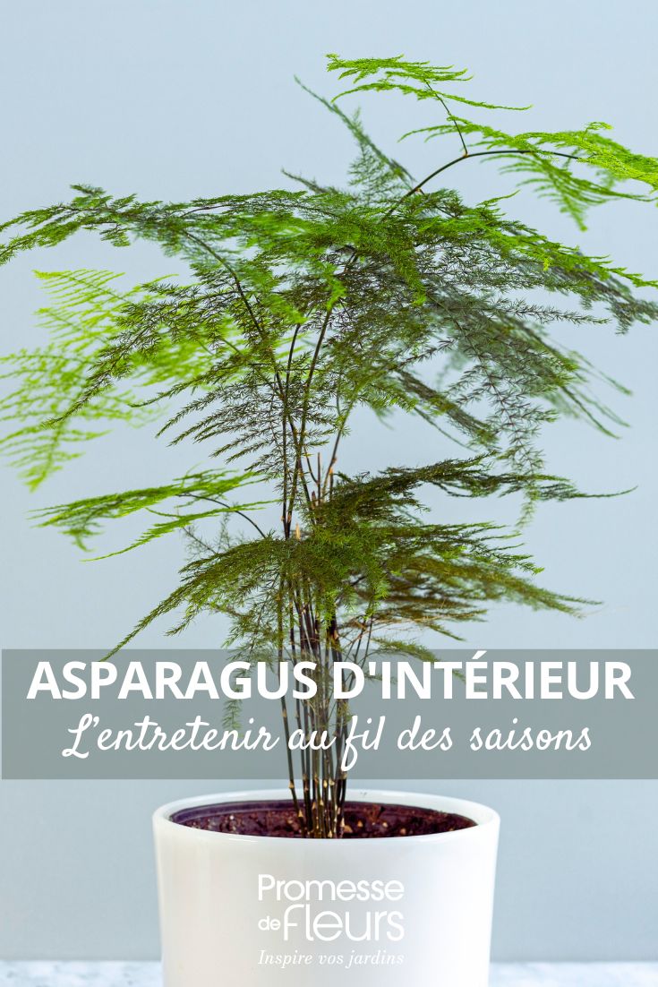 Spargel-Sprengeri (Asparagus densiflorus 'Sprengeri')