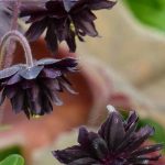 Stauden mit schwarzen Blüten kombinieren?