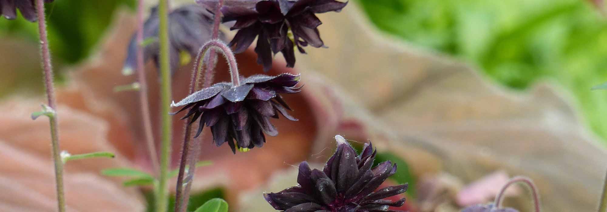 Stauden mit schwarzen Blüten kombinieren?