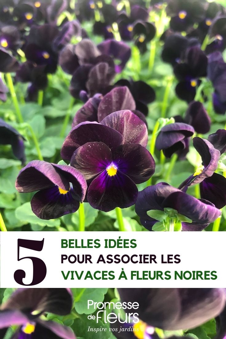 Viola Sorbet Black Delight