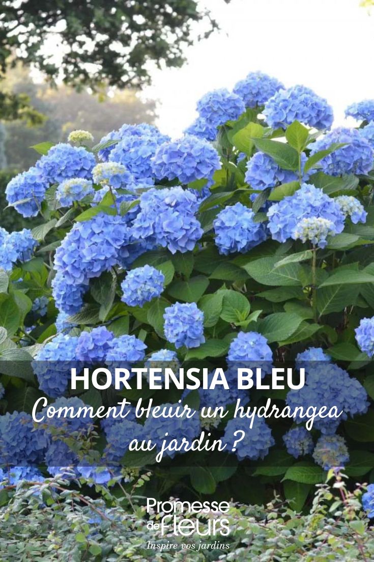 Hortensie mit blauen Blüten