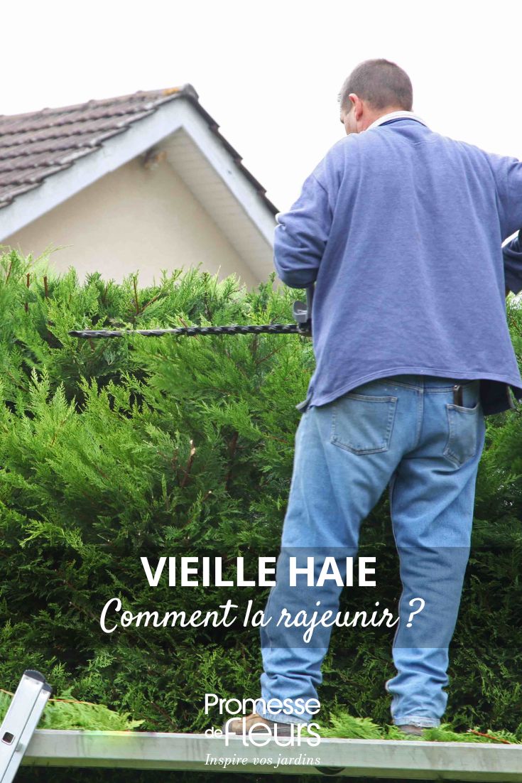 Eine alte Hecke pflegen