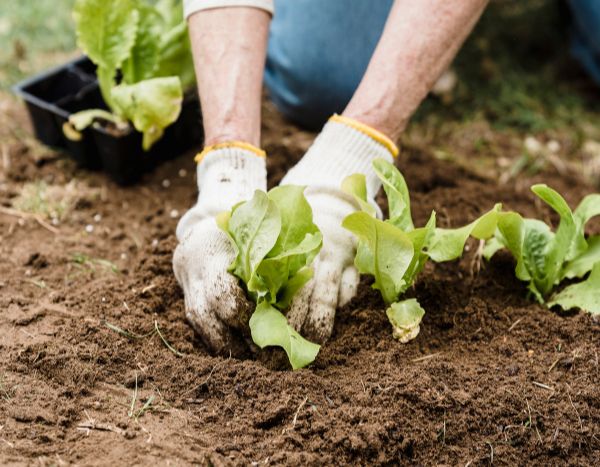 Anfänger-Garten: Jungpflanzen pikieren in 5 Schritten