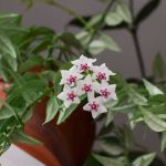 Hoya, Porzellanblume: Kultur und Pflege