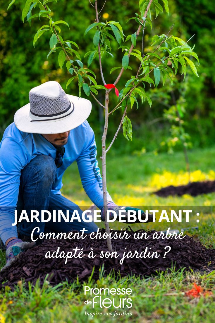 Wie wählt man seinen Baum aus