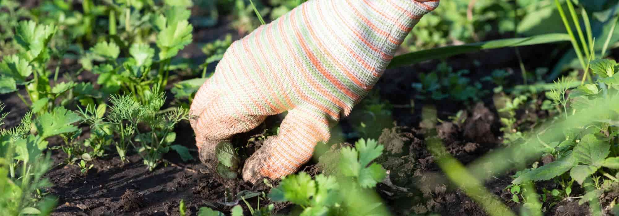 Garten für Anfänger: Unkraut leicht ohne Chemie jäten?