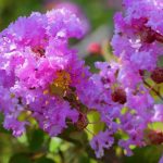 Chinesische Kräuselmyrte (Lagerstroemia) im Topf