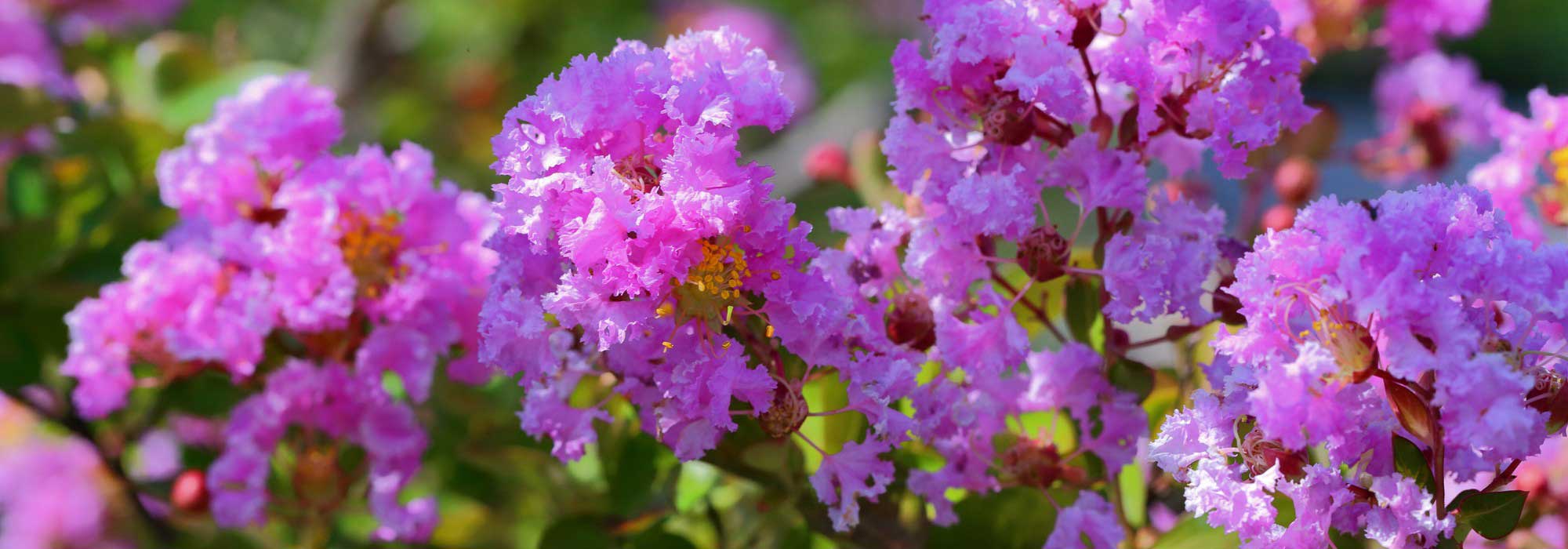 Chinesische Kräuselmyrte (Lagerstroemia) im Topf