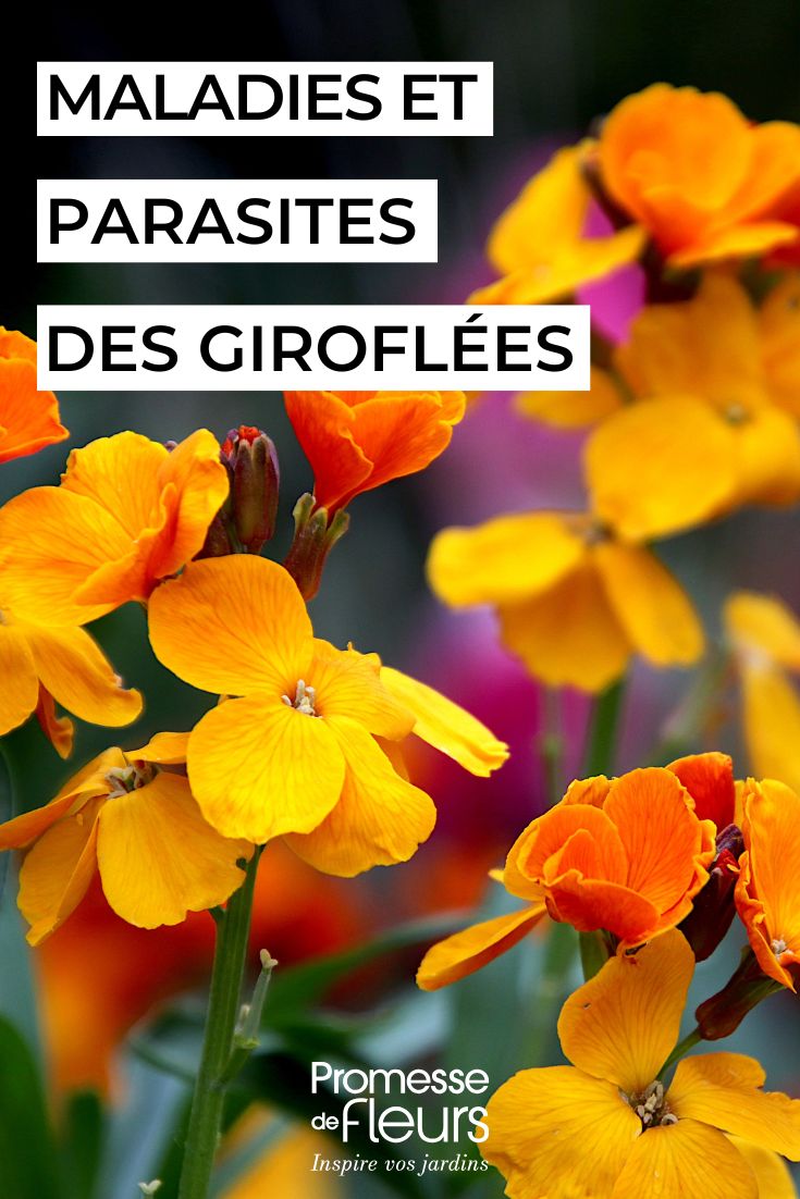 Die Goldlack-Pflege

Die Goldlack (Erysimum), auch bekannt als Schöterich, ist eine wunderschöne, duftende Staude, die mit ihren leuchtenden Blüten jeden Garten bereichert. Mit der richtigen Pflege gedeiht sie prächtig und belohnt Sie mit einer langen Blütezeit.

Standort:
- Volle Sonne bis Halbschatten
- Durchlässiger, nährstoffreicher Boden
- Ideal für Steingärten, Beeteinfassungen oder Töpfe

Pflegetipps:
1. Gießen: Mäßig wässern, Staunässe vermeiden
2. Düngen: Im Frühjahr mit Kompost oder Langzeitdünger versorgen
3. Rückschnitt: Verblühtes regelmäßig entfernen fördert Nachblüte
4. Überwinterung: In rauen Lagen leichten Winterschutz geben

Probleme:
- Bei zu feuchtem Standort kann Wurzelfäule auftreten
- Gelegentlich Blattläuse - mit Hausmitteln bekämpfen

Tipp: Die zweijährigen Sorten säen sich oft selbst aus und beschenken Sie so Jahr für Jahr mit ihrer Pracht.