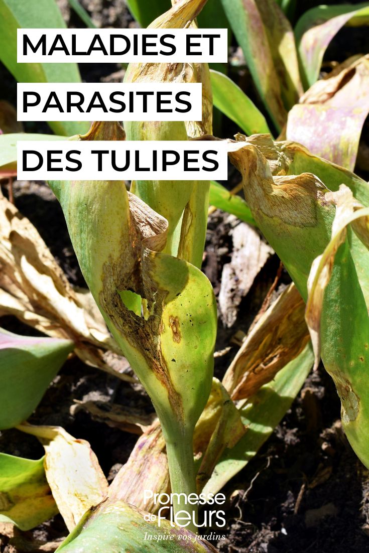 kranke Tulpe