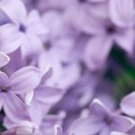 Pflanzen für kalkhaltigen Lehmboden: Tipps & Auswahl