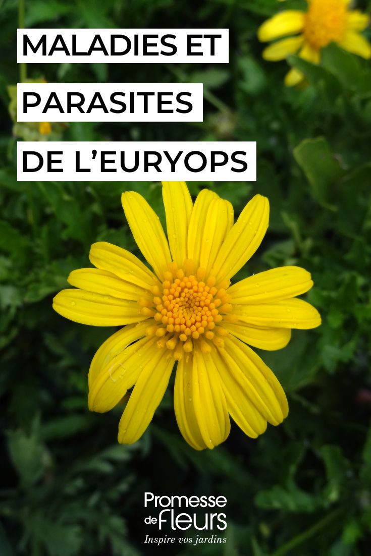 gelbe Blüten des EURYOPS