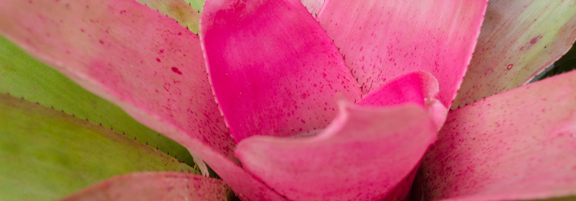 Neoregelia: Pflege und Kultur