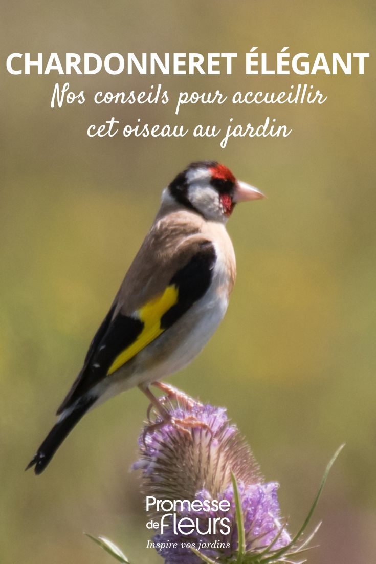 Stieglitz (Carduelis carduelis)