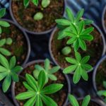 Lupine säen: Wie und wann?