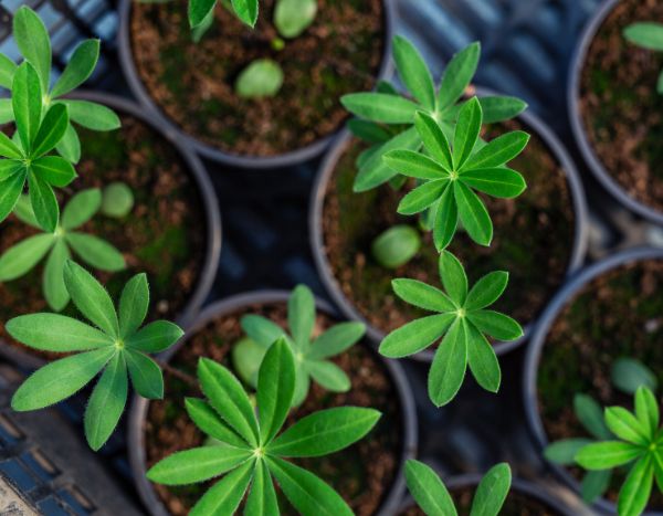 Lupine säen: Wie und wann?