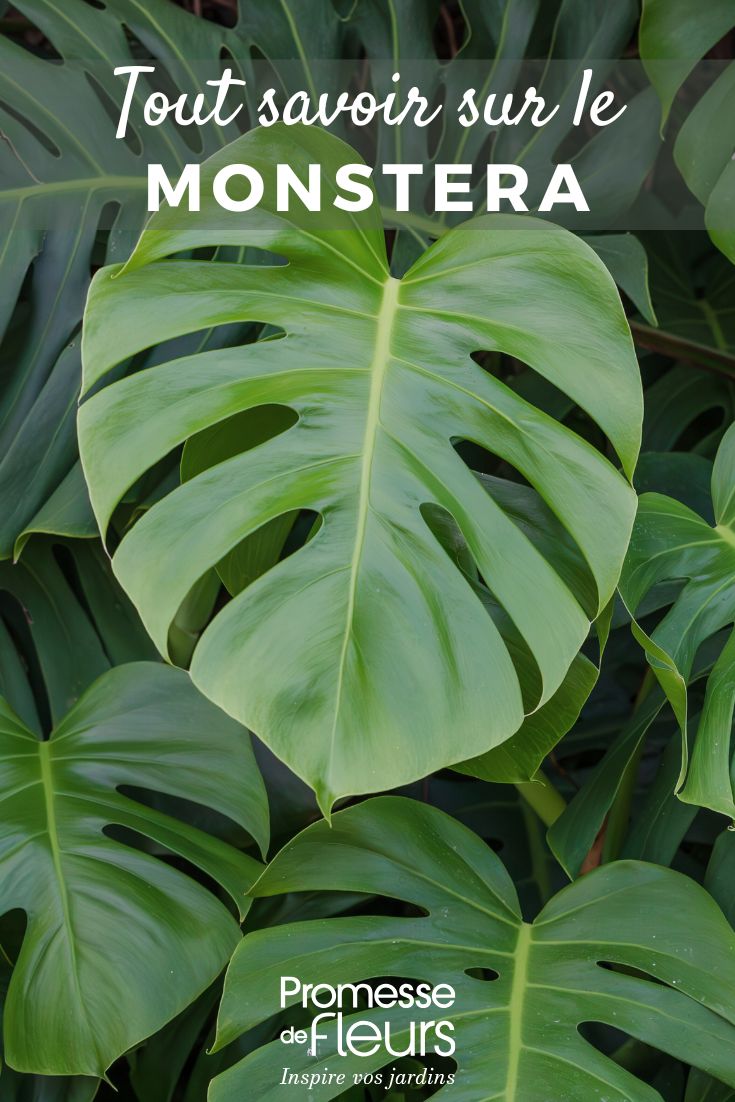 Wie man eine Monstera pflegt