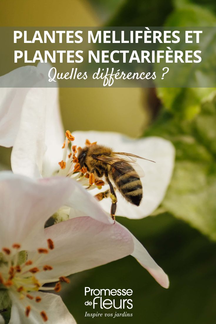 Nektar- und Bienenweidepflanzen im Garten: die Unterschiede