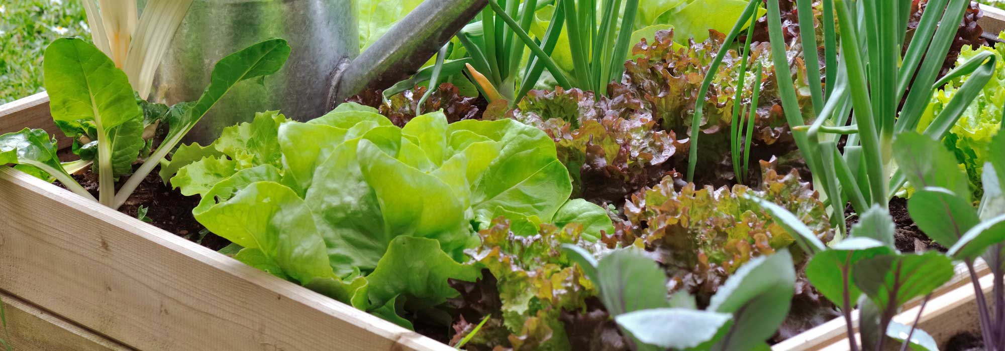 Gemüsegarten für Anfänger: 7 einfache Gemüse