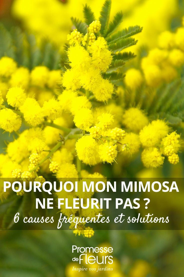 gelbe Mimosenblüten
