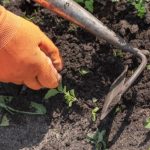 Garten für Anfänger: Jäten – was ist das? Wie geht das?